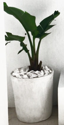Tall white cement planter with a strelitzia and white pebbles